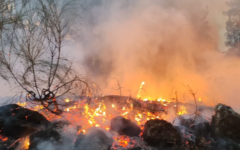 Mato baixo a arder num incêndio