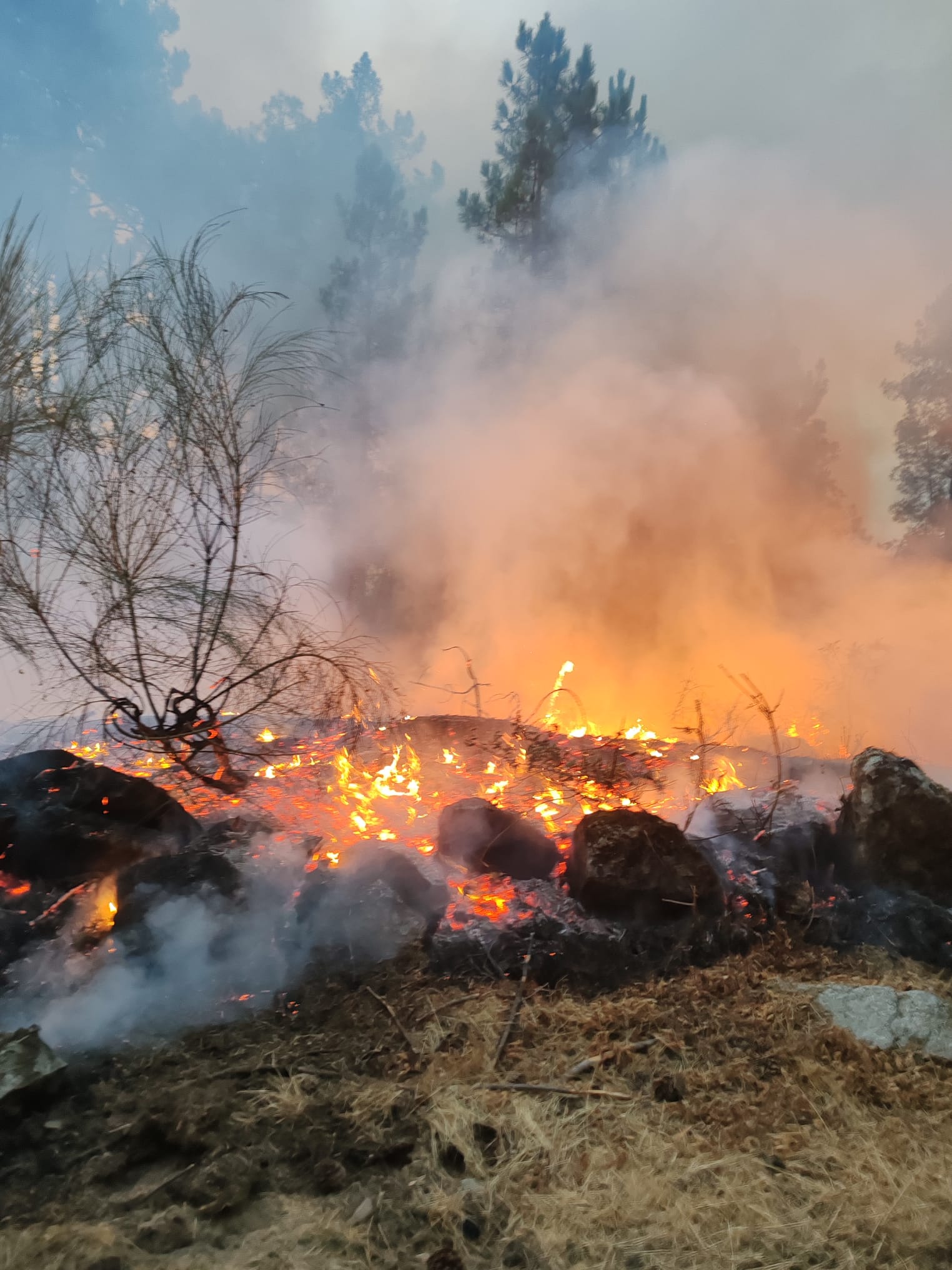 Mato baixo a arder num incêndio