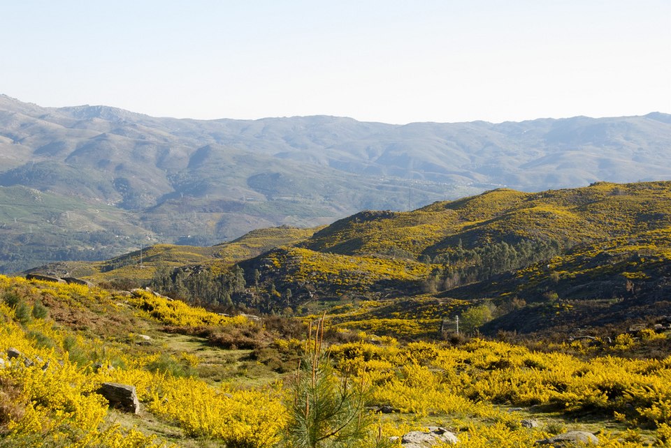 Linda panorámica da Serra do Geres com os tojos em flor