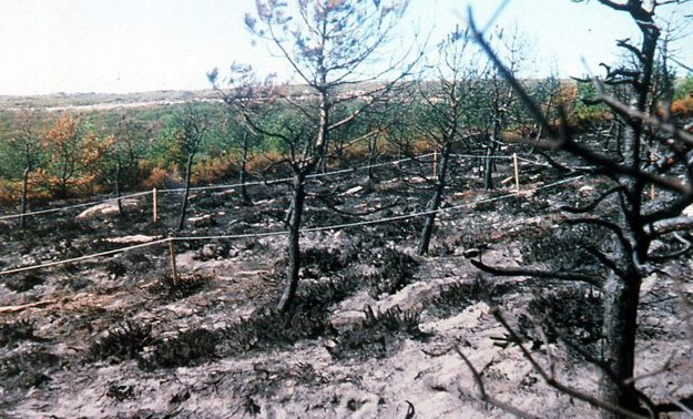 Pinheiros queimados com muita cinza no chão