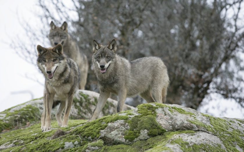 Fotografia de três lobos selvagens de pé sobre uma grande rocha