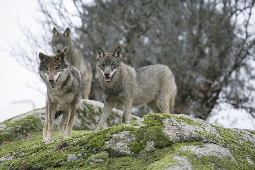 Fotografia de três lobos selvagens de pé sobre uma grande rocha