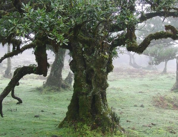 exemplar de Til na Madeira