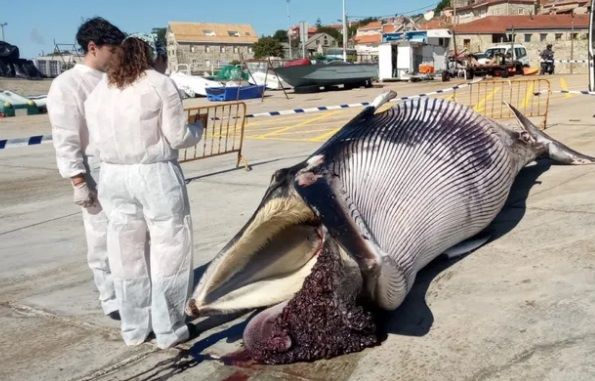 Baleia morta com duas pessoas da equipa de costas a olhar para ela