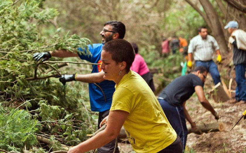 pessoas a retirar manualmente exemplares jovens de mimosa acácia