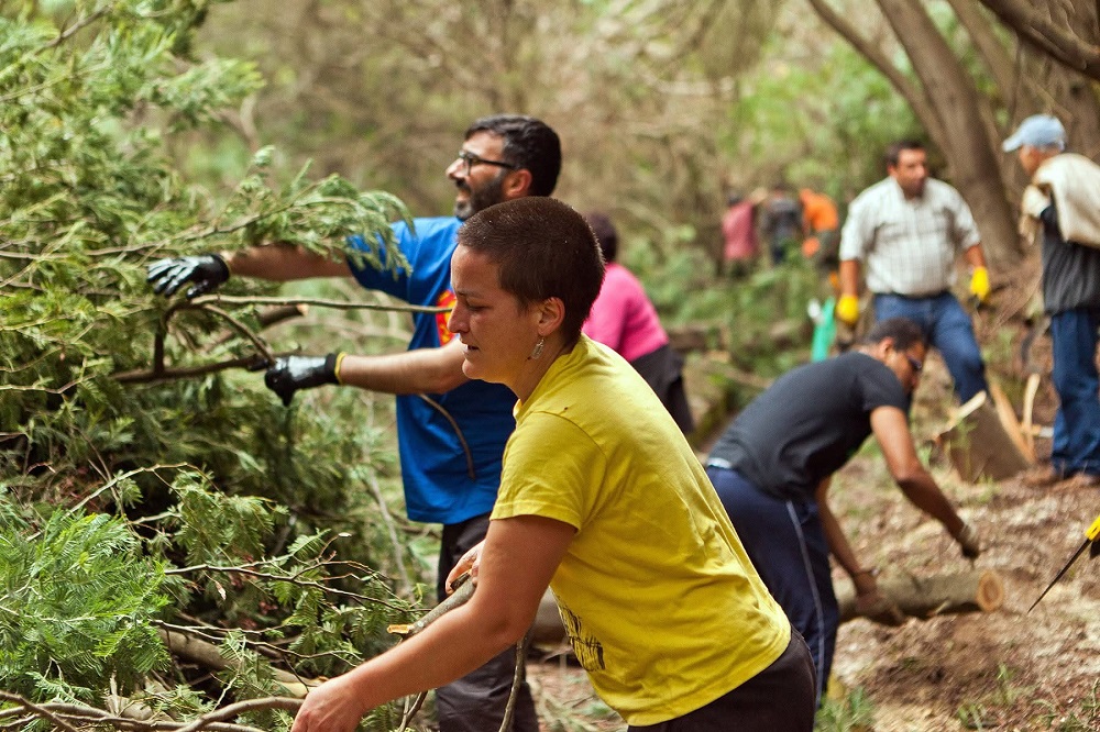 pessoas a retirar manualmente exemplares jovens de mimosa acácia