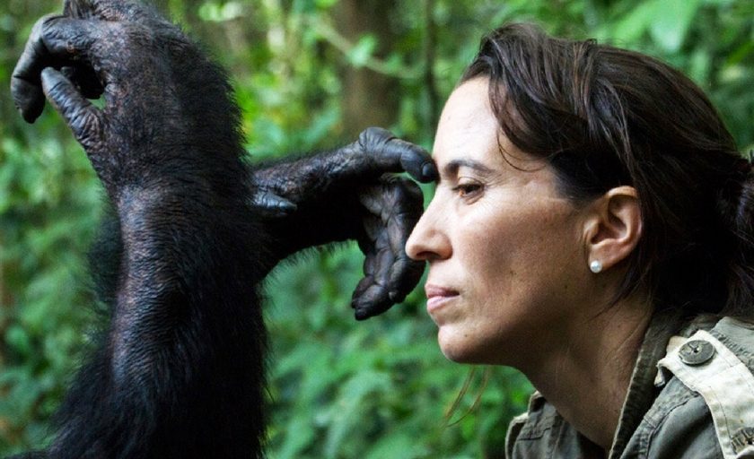macaco a tocar na testa a diretora do Instituto Jane Godall