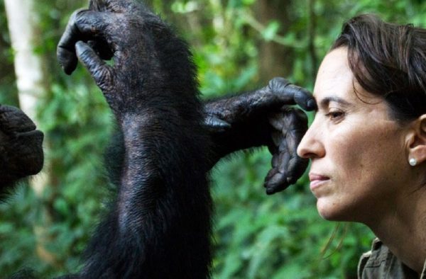 macaco a tocar na testa a diretora do Instituto Jane Godall