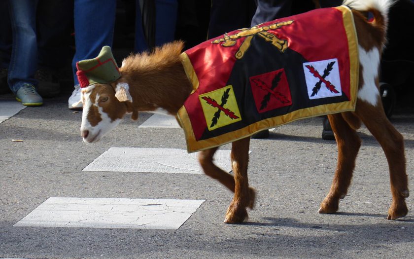 cabra da legiao espanhola que participa nestes desfiles como mascote