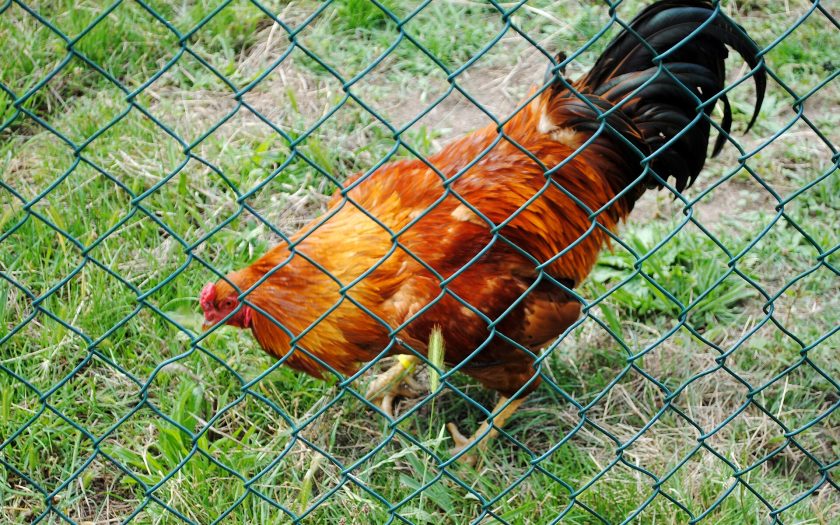 Galo na relva por trás duma vedação