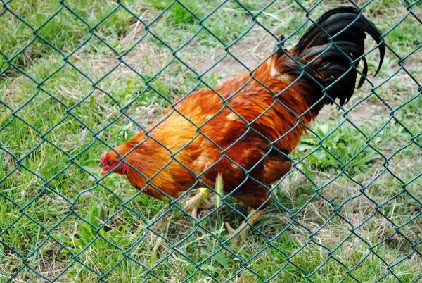 Galo na relva por trás duma vedação