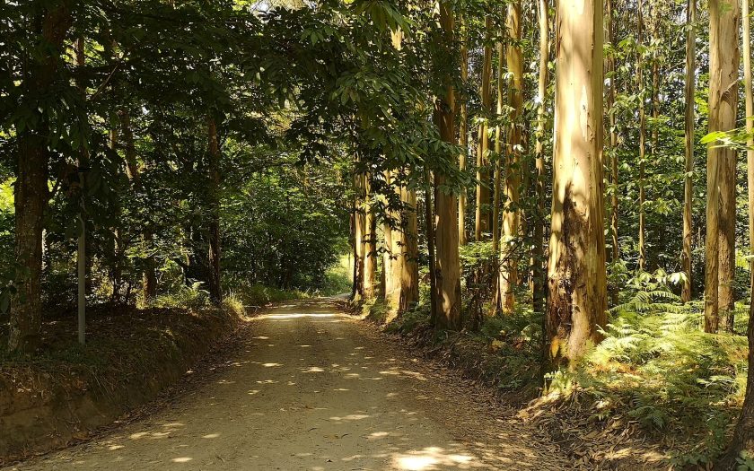 eucaliptos a ocupar a berma duma pista florestal