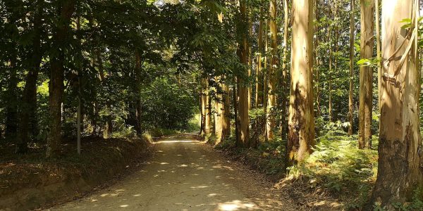 eucaliptos a ocupar a berma duma pista florestal