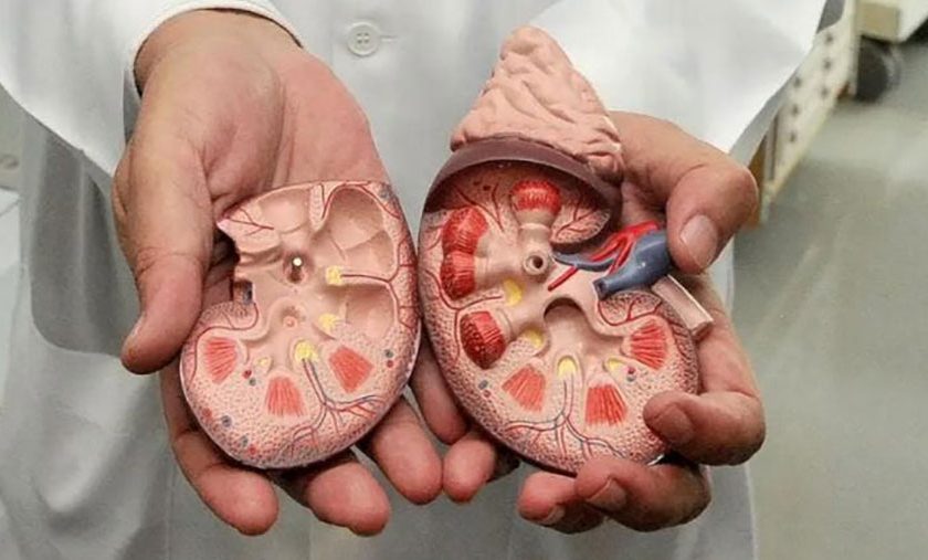 pessoa de robe branco a segurar rim medicinal de plástico aberto ao meio