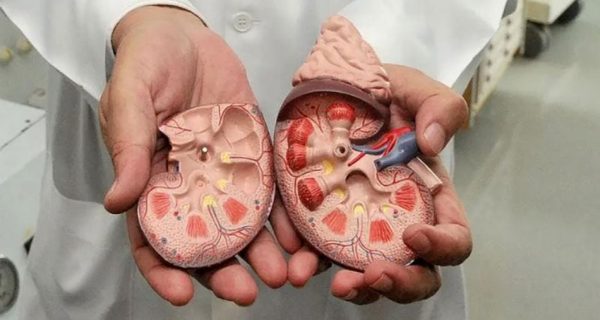 pessoa de robe branco a segurar rim medicinal de plástico aberto ao meio