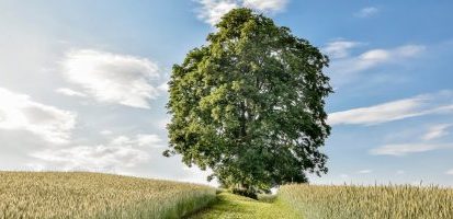 árvore no fim dum caminho agrícola com campos de cereais aos lados
