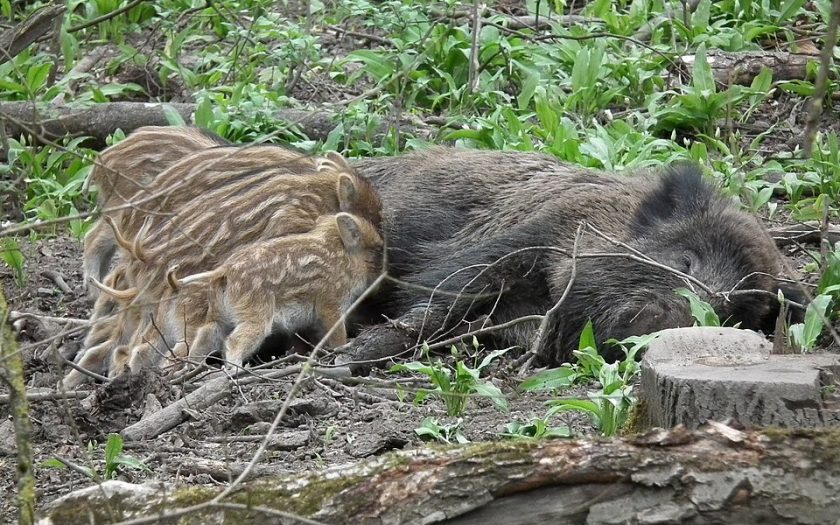 Filhotes de javali a mamarem da mãe na floresta