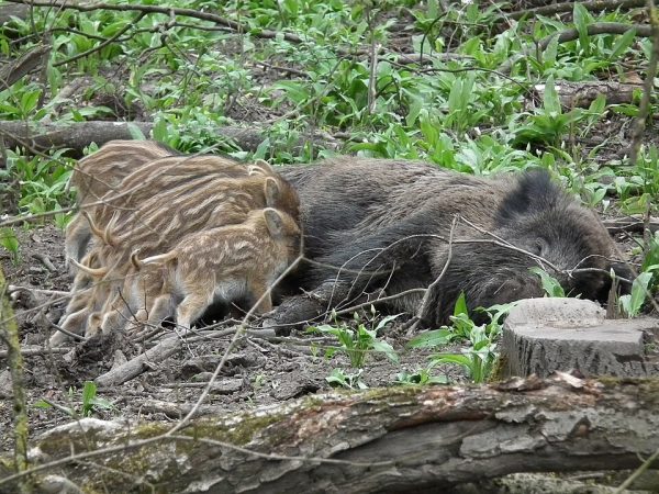 Filhotes de javali a mamarem da mãe na floresta