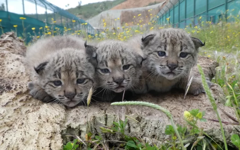imagem de 3 bebés fofinhos de lince ibérico