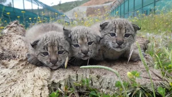 imagem de 3 bebés fofinhos de lince ibérico