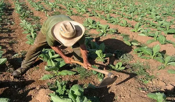 Homem cavando a deservar um cultivo
