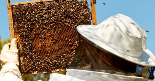 apicultor a segurar um favo artificial cheio de abelhas, cera e mel