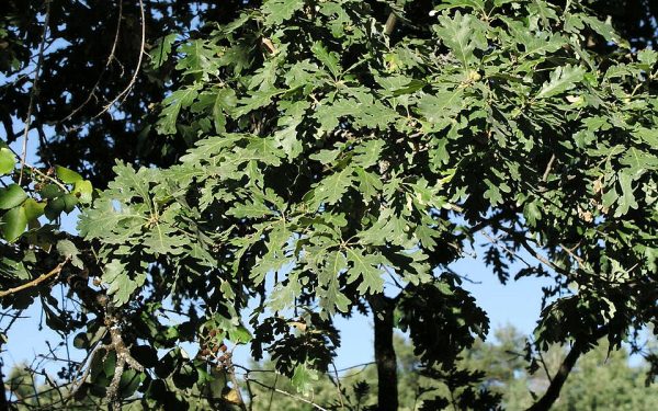 imagem de carvalho negral