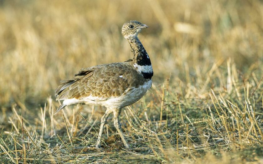 Sisão no meio da relva