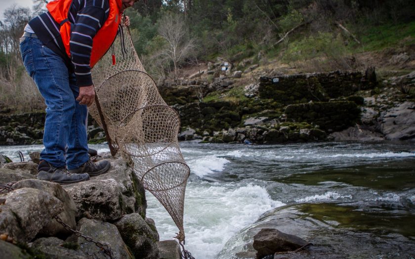 pescador a segurar armadilha para a lampreia por cima da água antes de a colocar