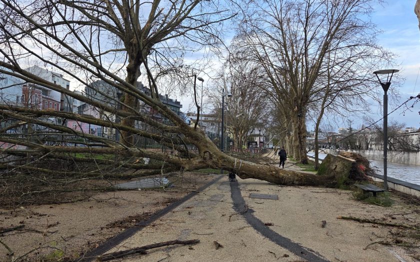 árvore de grande porte caída num passeio