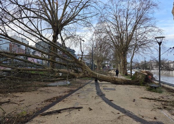 árvore de grande porte caída num passeio