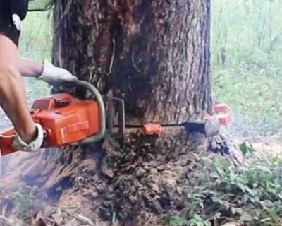 corte de árvore com cunhas