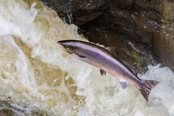 salmão a saltar na corrente