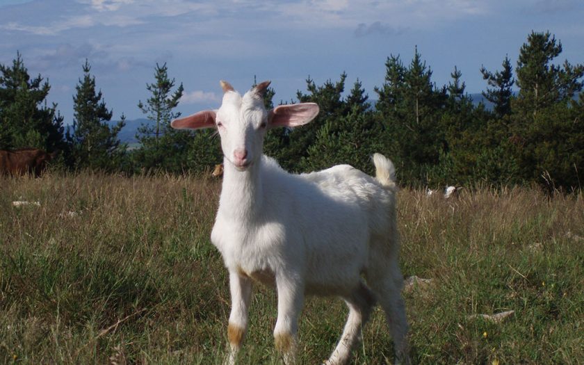 retrato de cabritinha de cor branca em prado