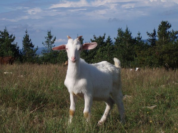 retrato de cabritinha de cor branca em prado