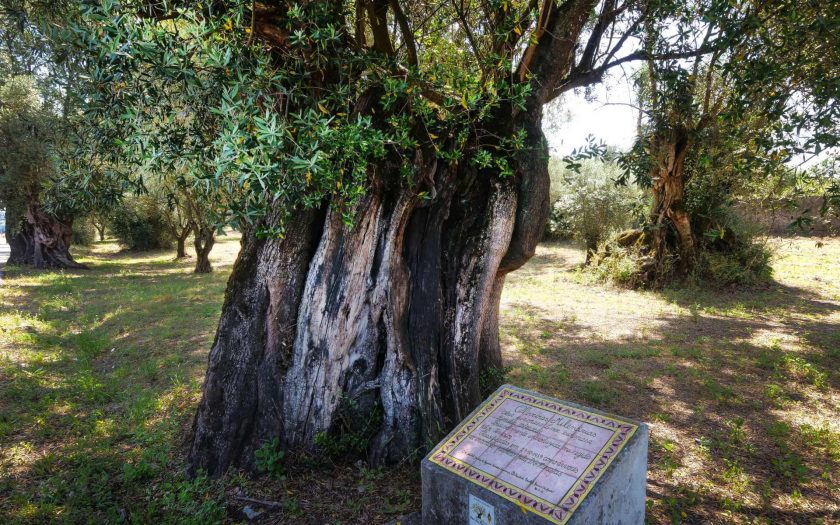 Oliveiras centenárias