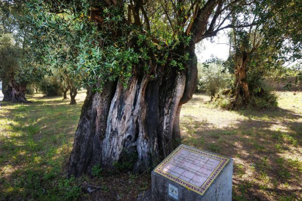 Oliveiras centenárias