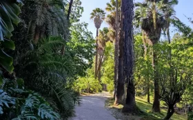 passeio do jardim botánico com palmeiras