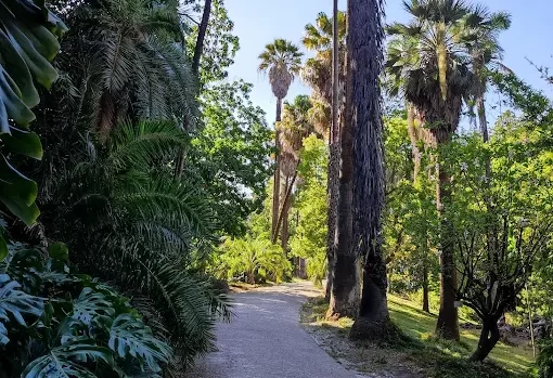 passeio do jardim botánico com palmeiras